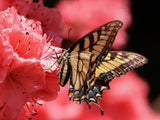 Pourquoi est-ce important de protéger les papillons? 🦋