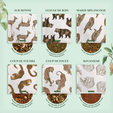 Coffret de dégustation : les 16 meilleurs thés et infusions du monde